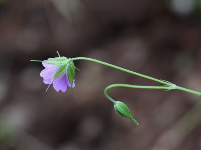 Geranium columbinum / Geranio colombino