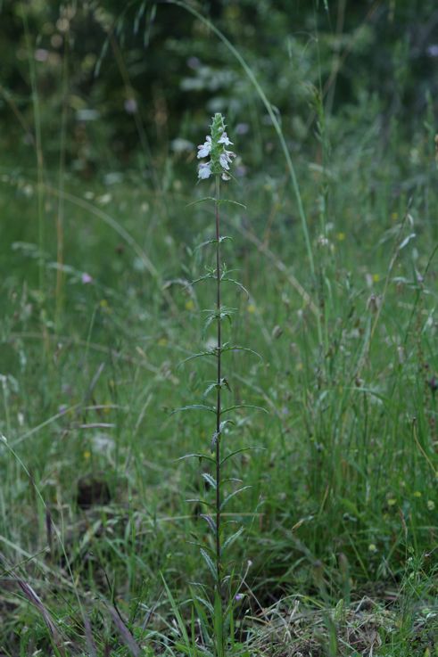 Bartsia trixago