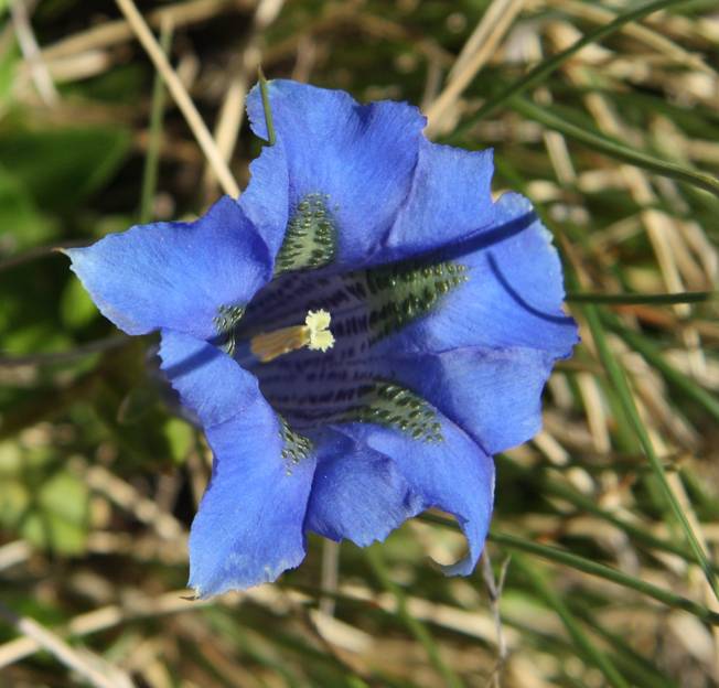 Gentiana dinarica