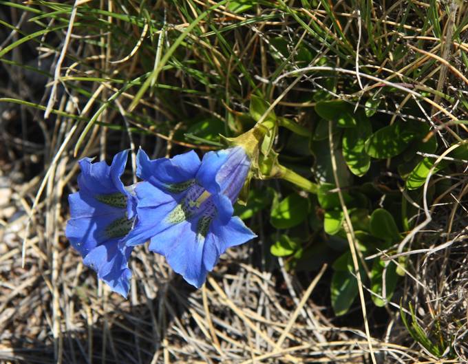 Gentiana dinarica