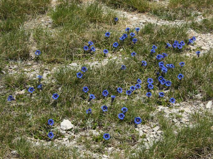 Gentiana dinarica