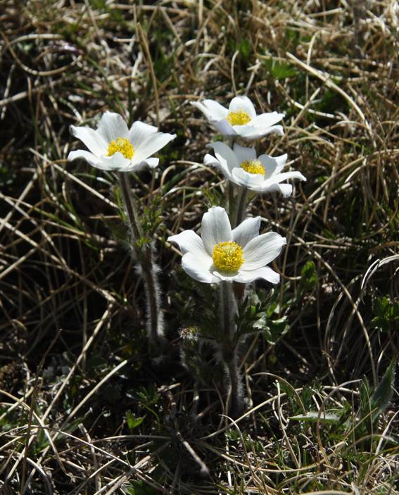 Pulsatilla alpina