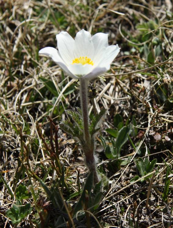 Pulsatilla alpina