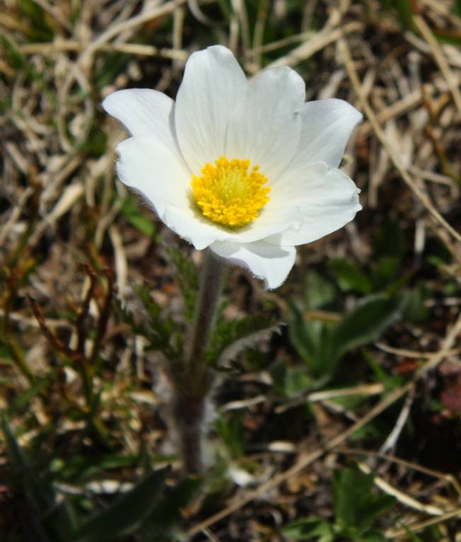 Pulsatilla alpina