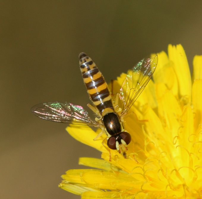 Femmina di Sphaerophoria (Syrphidae)