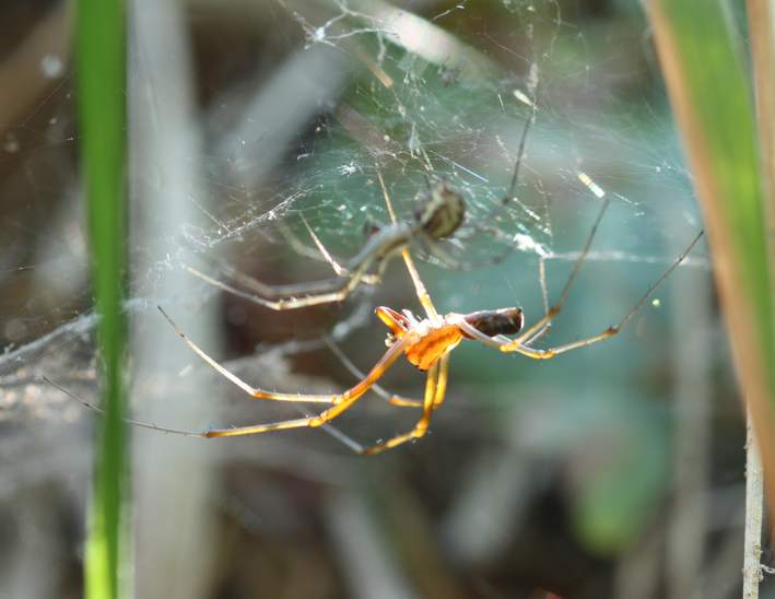 Tetragnathidae? No. Linyphia triangularis - Soriano C. (VT)