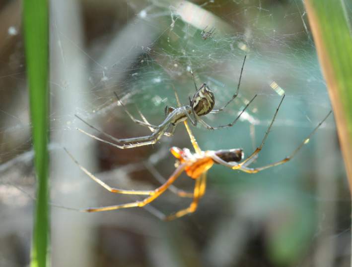 Tetragnathidae? No. Linyphia triangularis - Soriano C. (VT)