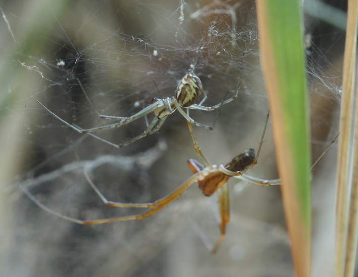 Tetragnathidae? No. Linyphia triangularis - Soriano C. (VT)