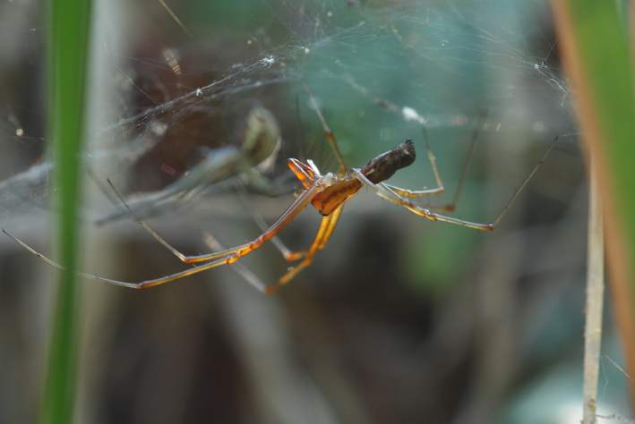 Tetragnathidae? No. Linyphia triangularis - Soriano C. (VT)