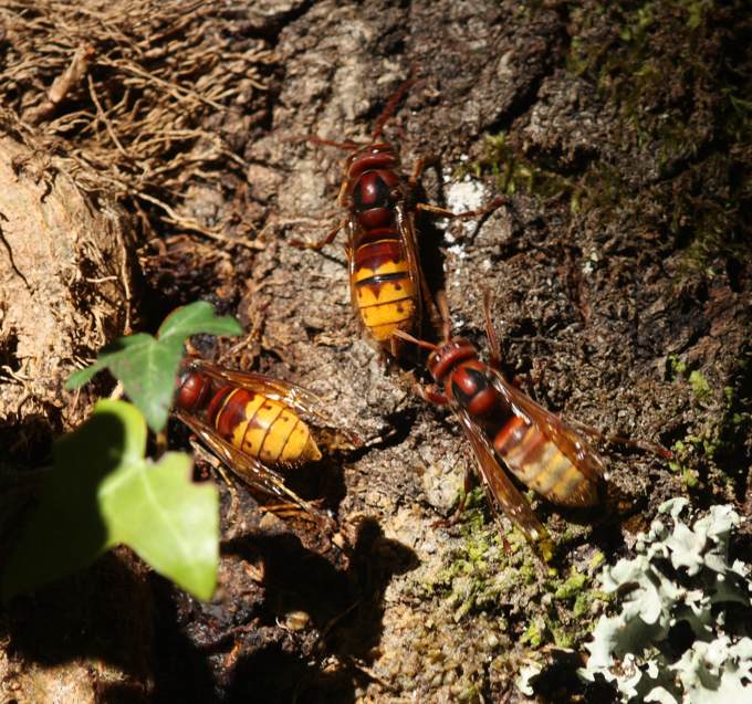 Vespa crabro?