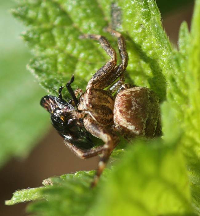 Xysticus con preda - Viganello (VT)