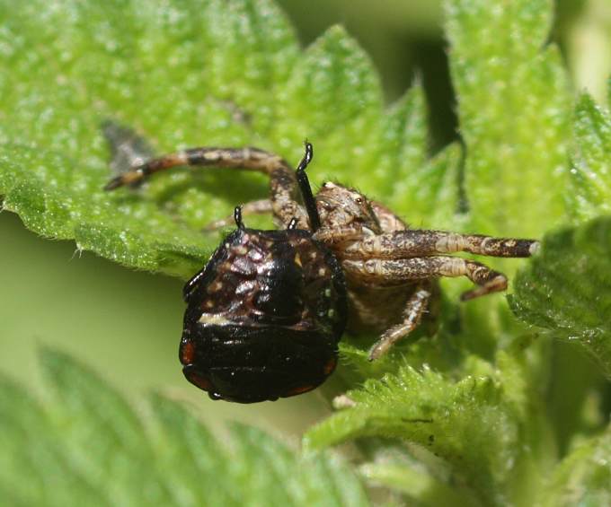 Xysticus con preda - Viganello (VT)