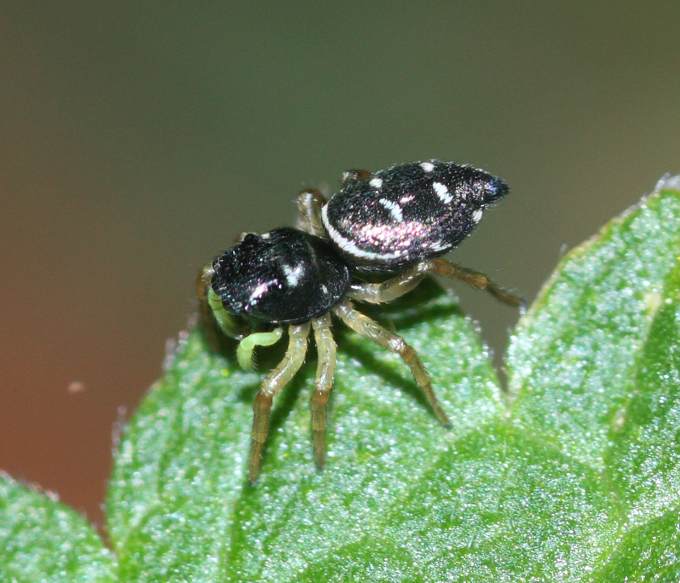 Heliophanus sp. - Viganello (VT)