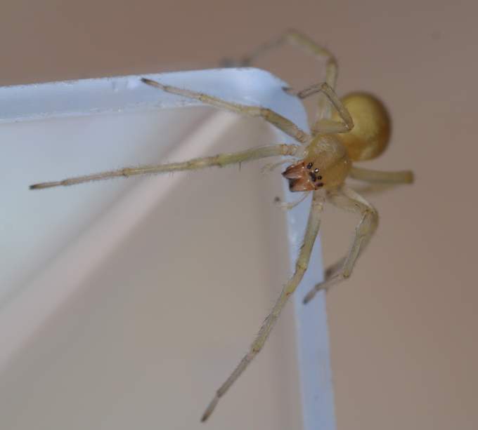 Cheiracanthium mildei - Vignanello (VT)