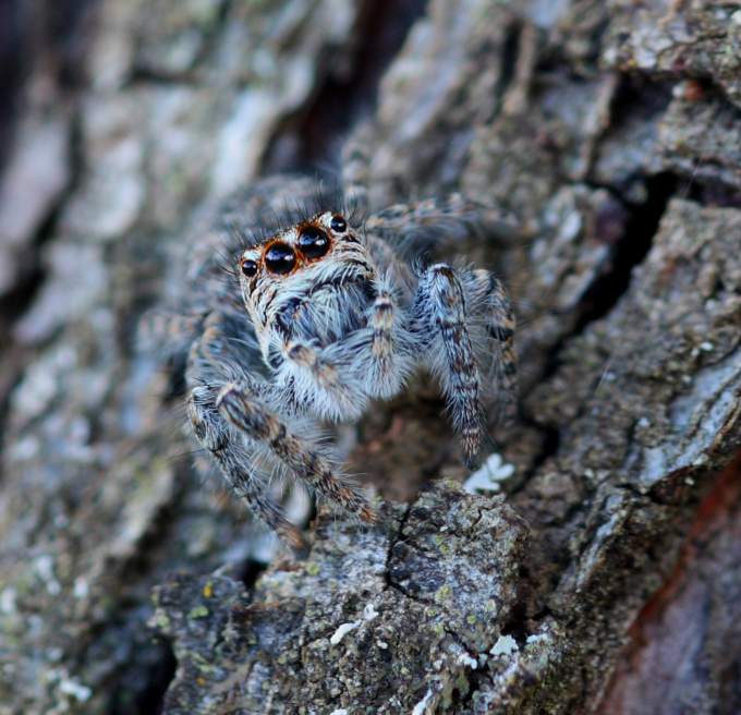 Philaeus chrysops - Gallese (VT)