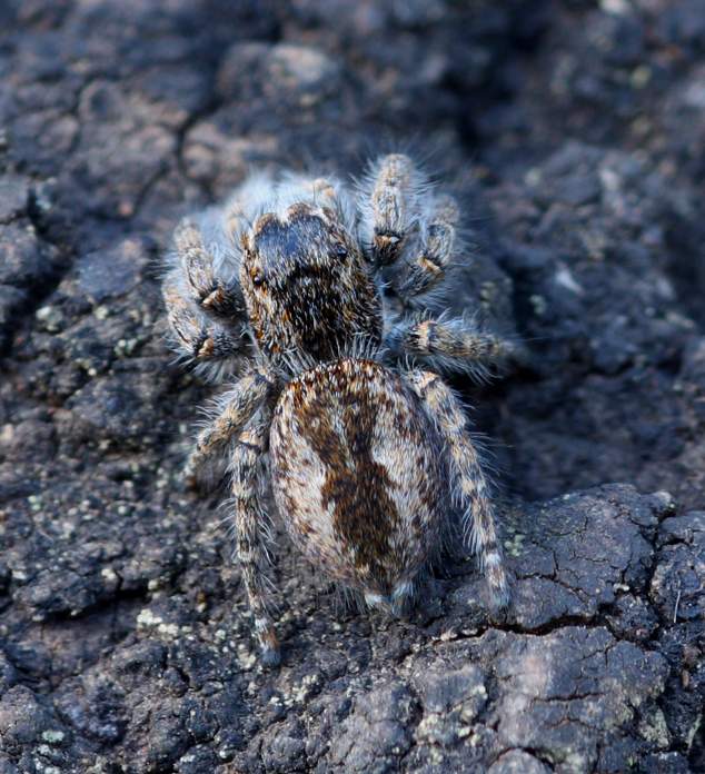 Philaeus chrysops - Gallese (VT)