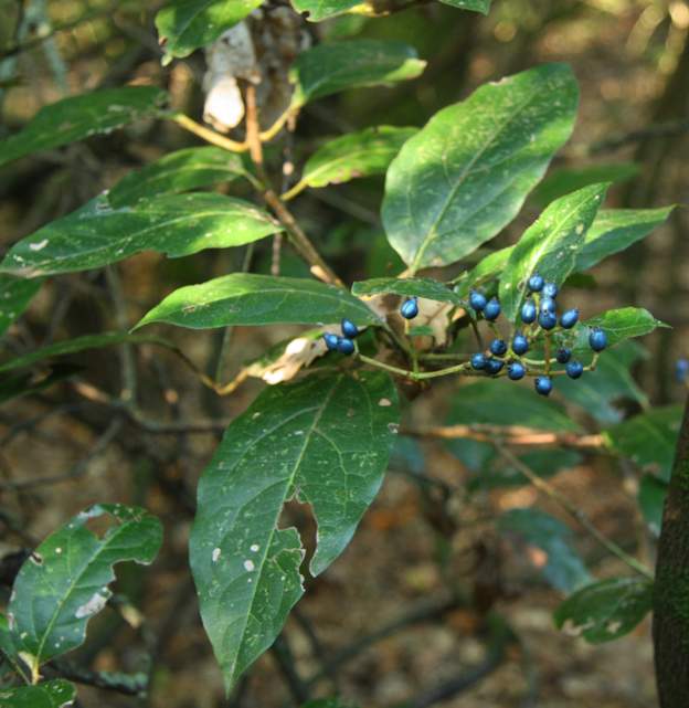 Viburnum tinus