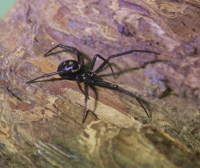 Steatoda grossa - Vignanello (VT)