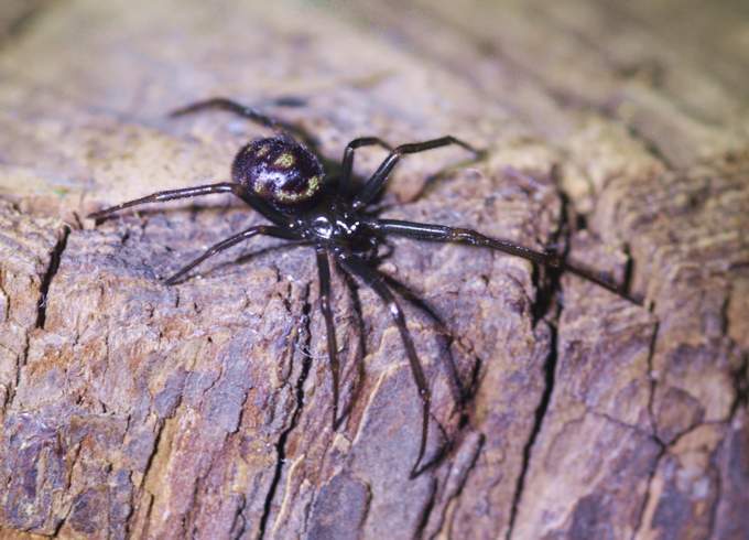 Steatoda grossa - Vignanello (VT)