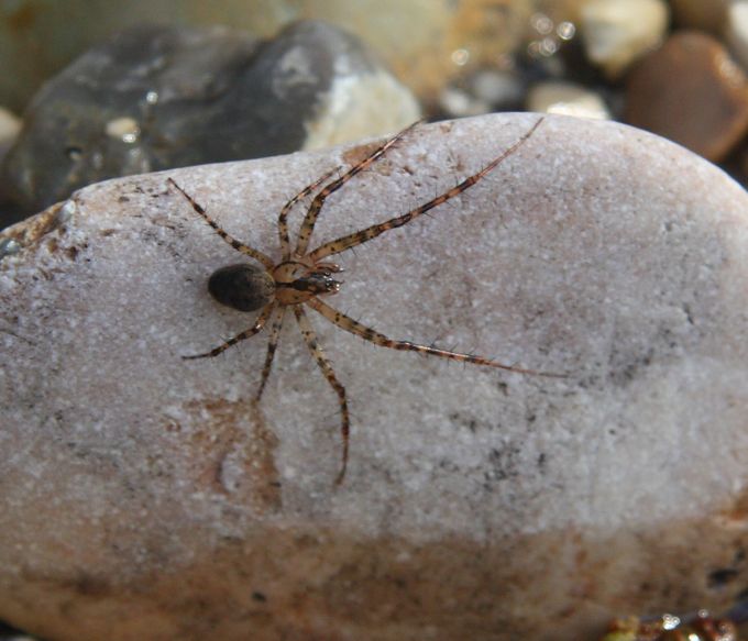 Metellina cfr merianae - Gallese (VT)