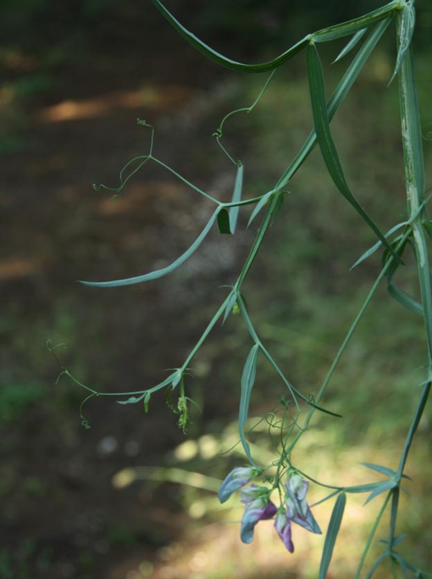 Lathyrus latifolius / Cicerchia a foglie larghe