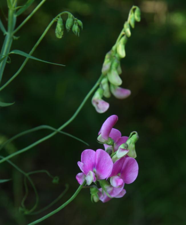 Lathyrus latifolius / Cicerchia a foglie larghe