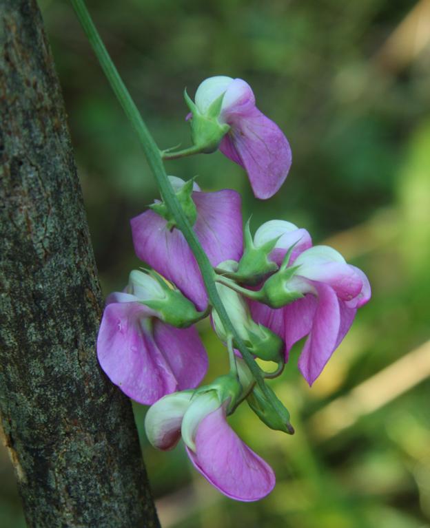 Lathyrus latifolius / Cicerchia a foglie larghe