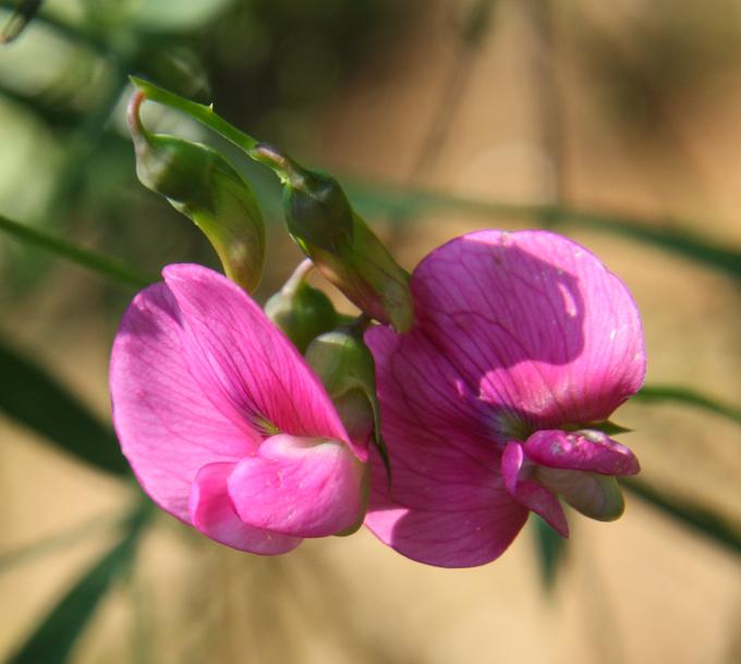 Lathyrus latifolius / Cicerchia a foglie larghe