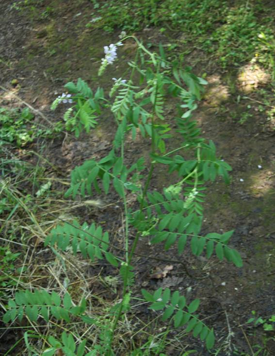 Onobrychis?- no, Galega officinalis