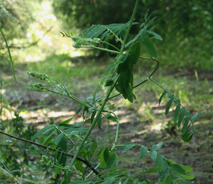 Onobrychis?- no, Galega officinalis