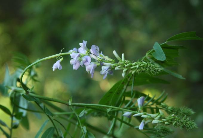 Onobrychis?- no, Galega officinalis