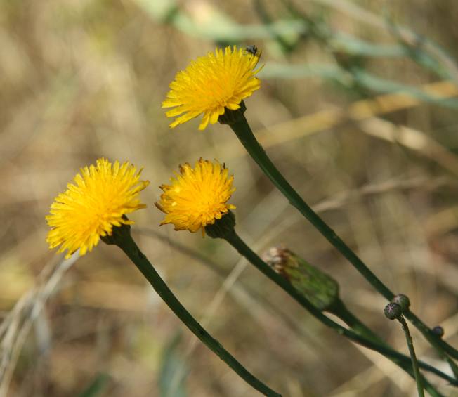 Hypochaeris radicata