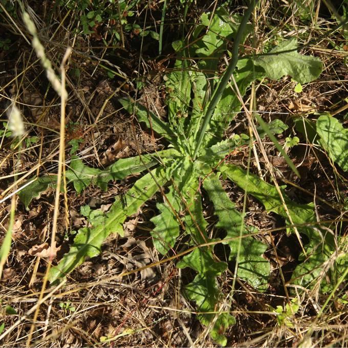 Hypochaeris radicata