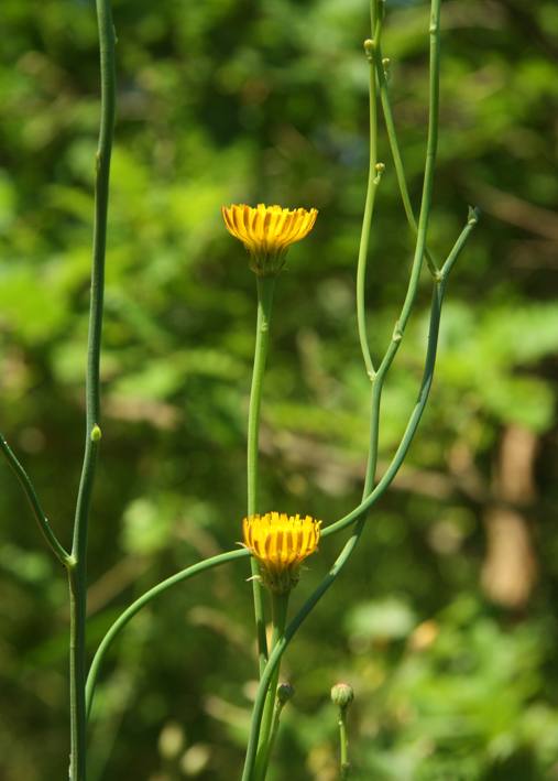 Hypochaeris radicata