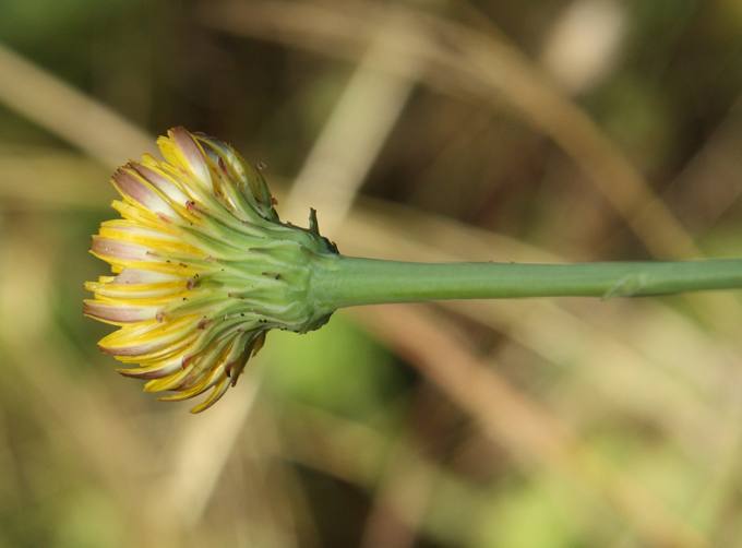 Hypochaeris radicata