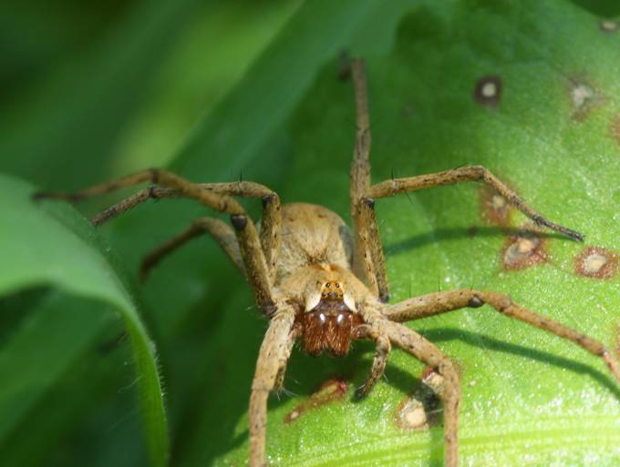 Pisaura mirabilis - Vignanello (VT)