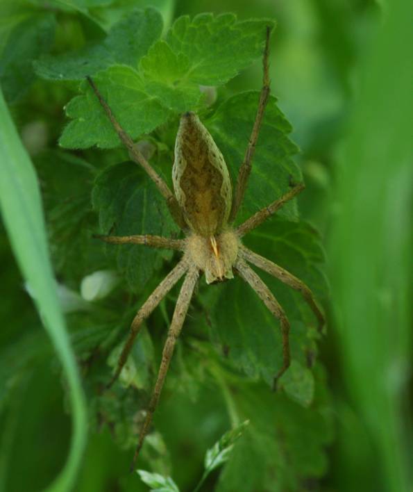 Pisaura mirabilis - Vignanello (VT)