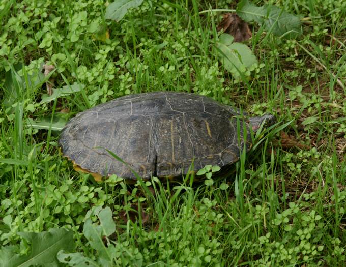 Trachemys scripta elegans