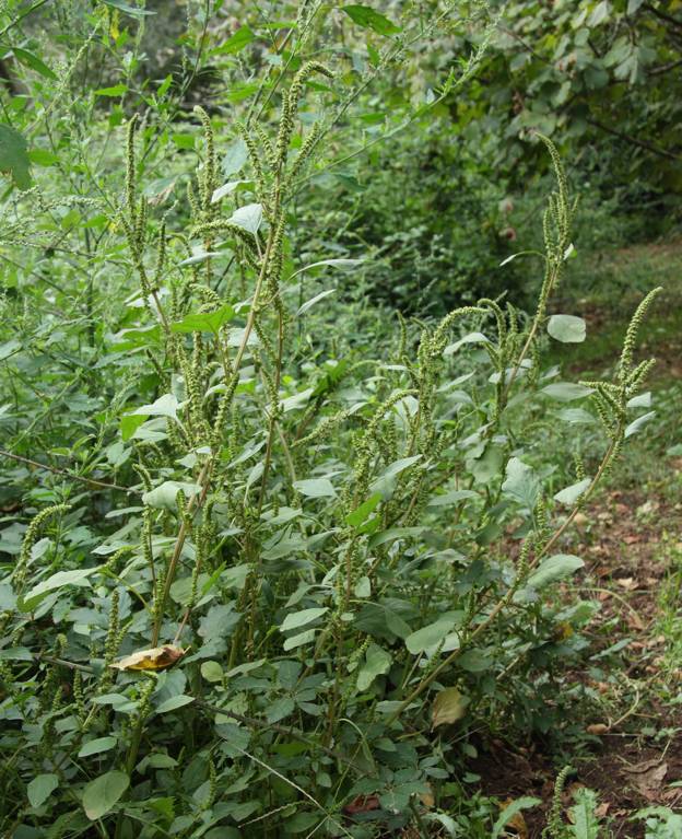 Amaranthus cfr. hybridus subsp. hybridus