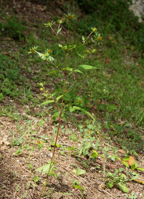 Bidens frondosa / Forbicina peduncolata