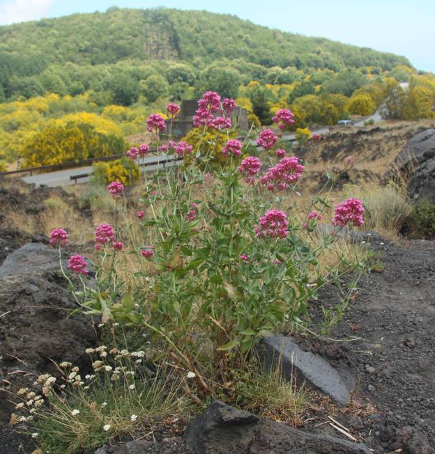 Centranthus ruber