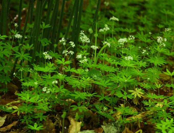 Galium odoratum