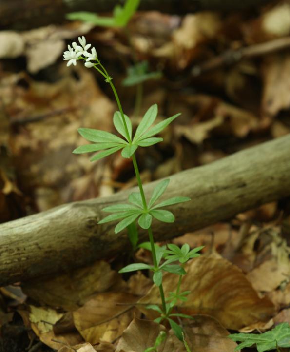 Galium odoratum