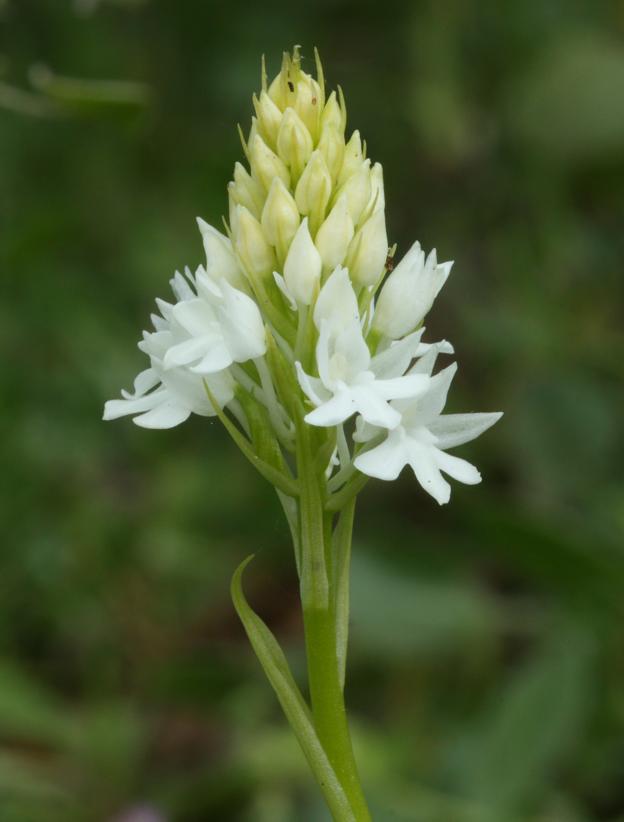 Anacamptis pyramidalis?