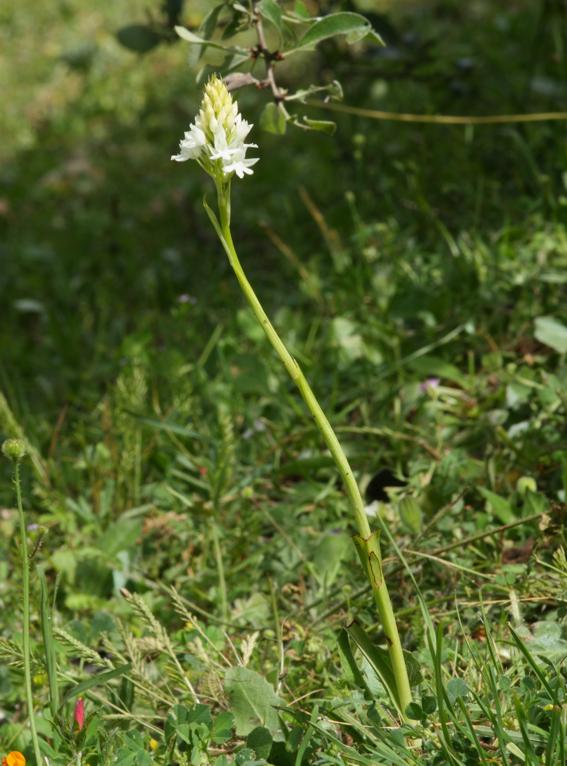 Anacamptis pyramidalis?