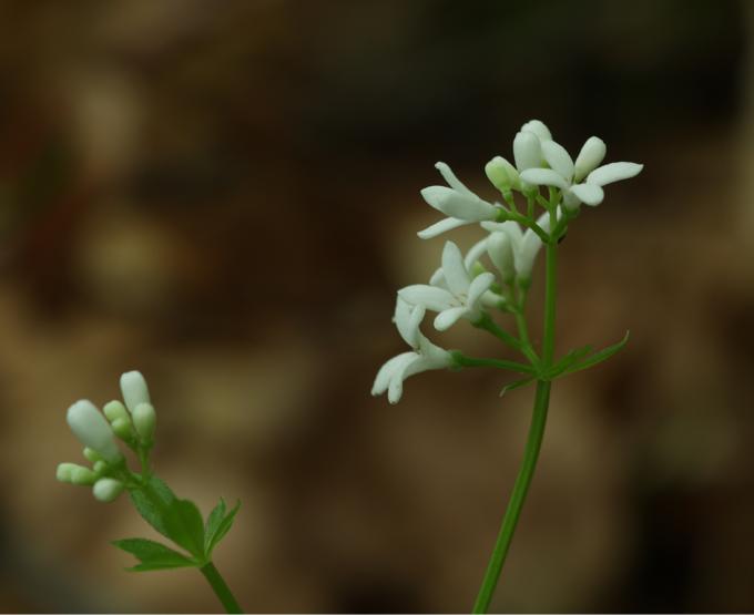 Galium odoratum