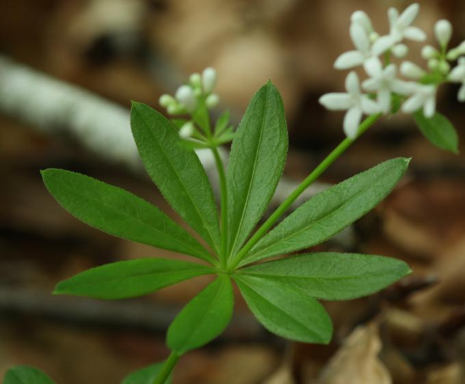 Galium odoratum