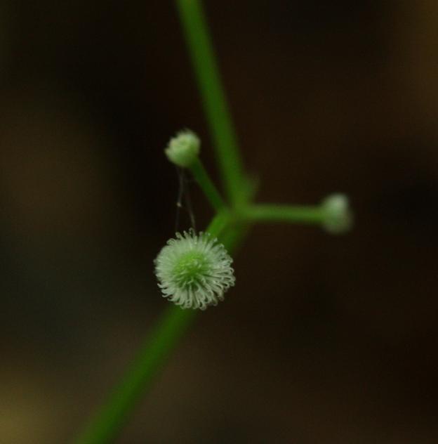 Galium odoratum