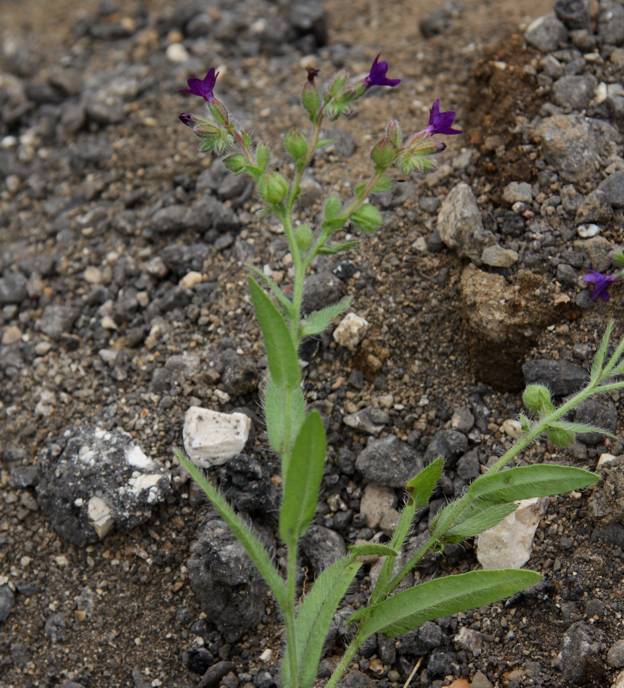 Conferma Anchusa officinalis