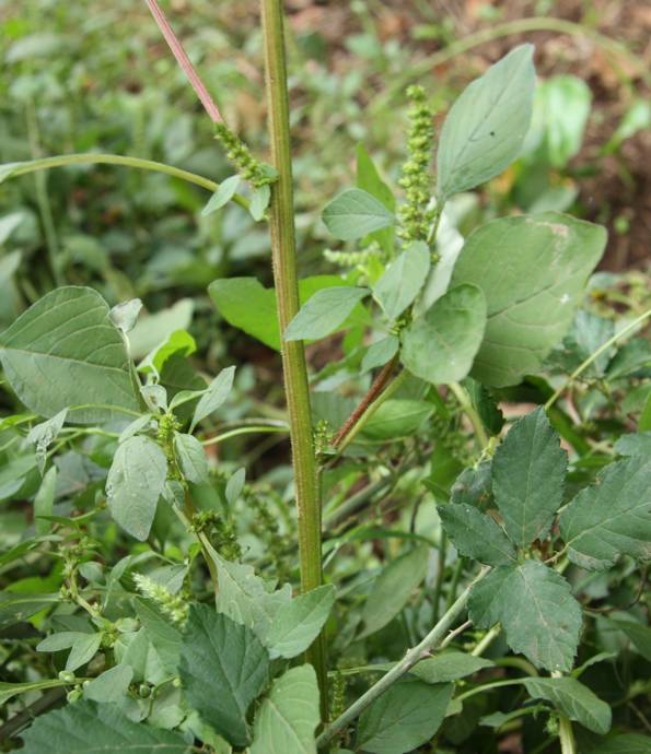 Amaranthus cfr. hybridus subsp. hybridus